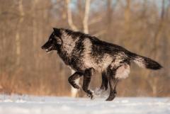 Dakota - Werewolf (feral)