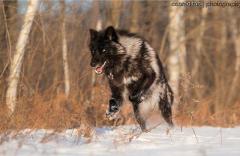 Dakota - Werewolf (feral)