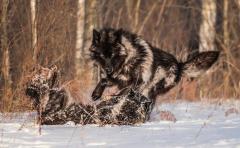 Dakota - Werewolf (feral)