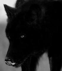 Faythe - Werewolf (feral)
