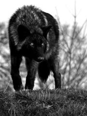 Faythe - Werewolf (feral)