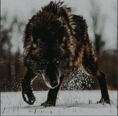 Dakota - Werewolf (feral)