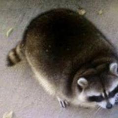 Trash_Panda34